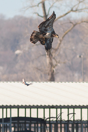 American Bald Eagle