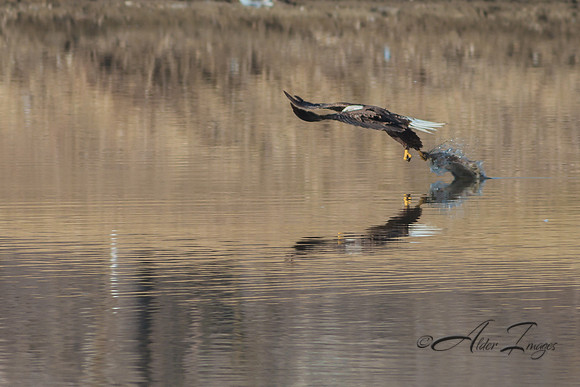 American Bald Eagle