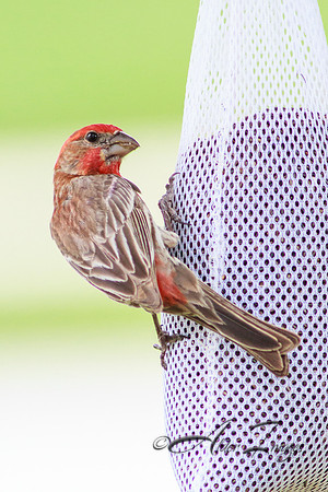 House Finch