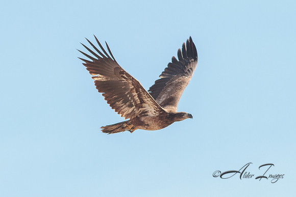 American Bald Eagle