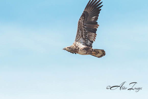 American Bald Eagle