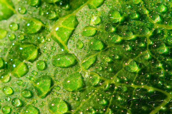 Dew