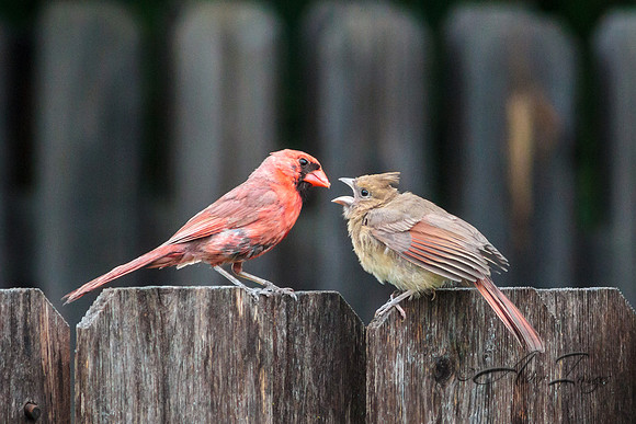 Feeding