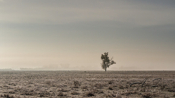 Lone Tree