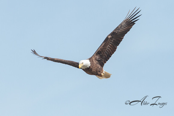 American Bald Eagle