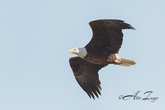 American Bald Eagle
