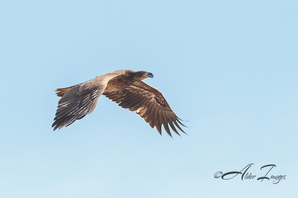 American Bald Eagle