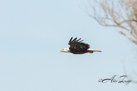 American Bald Eagle