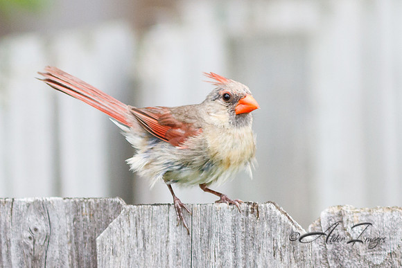 Female Cardinal