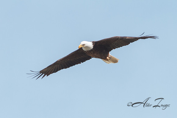 American Bald Eagle