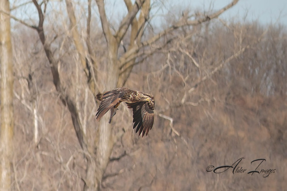 American Bald Eagle