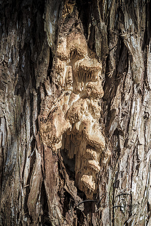 Fungus