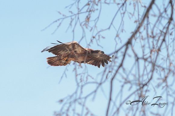 American Bald Eagle