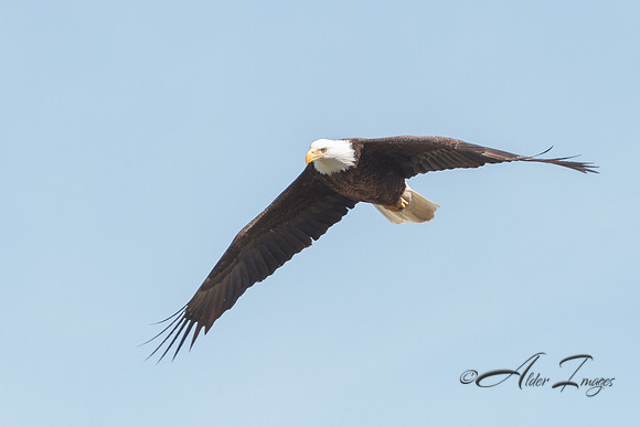American Bald Eagle