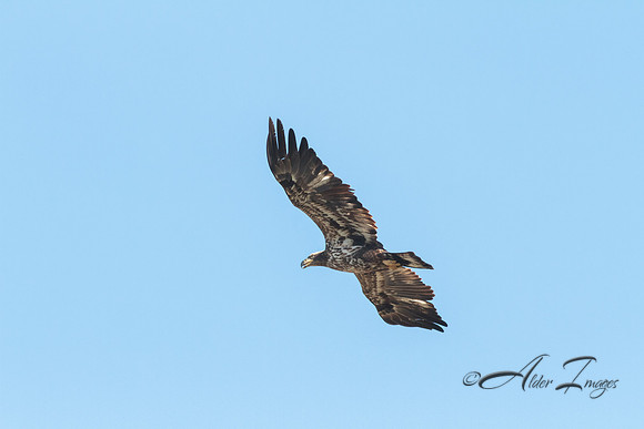 American Bald Eagle