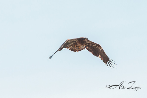 American Bald Eagle
