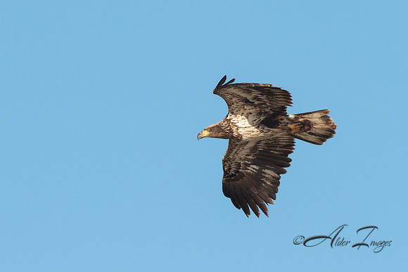 American Bald Eagle