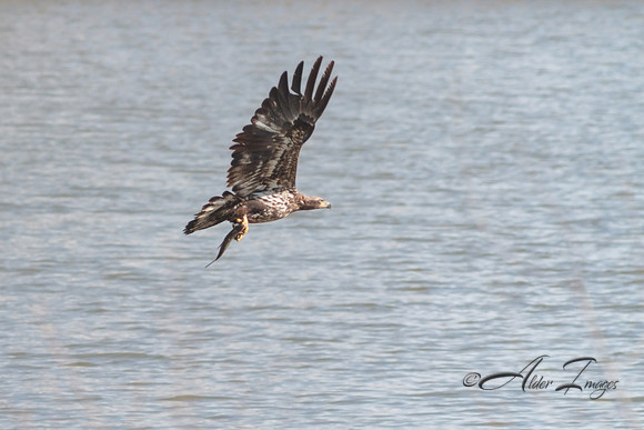 American Bald Eagle