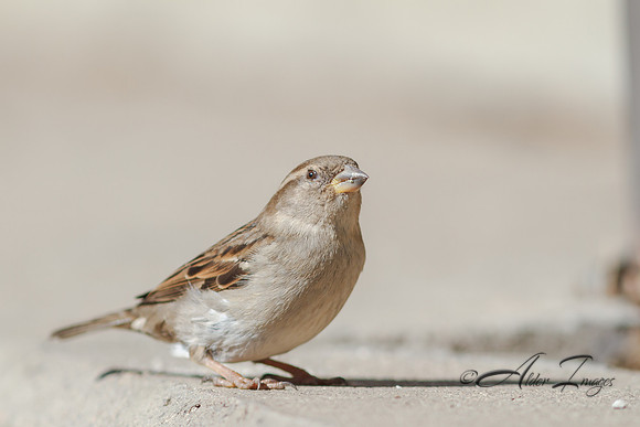 Finch