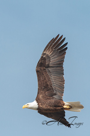 American Bald Eagle