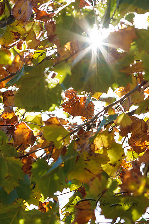 Fall Colors