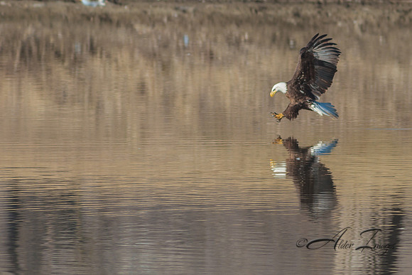 American Bald Eagle