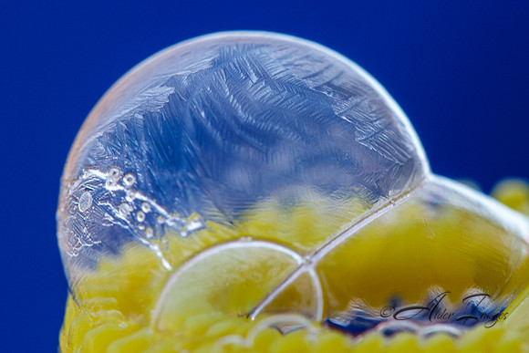 Frozen Bubbles