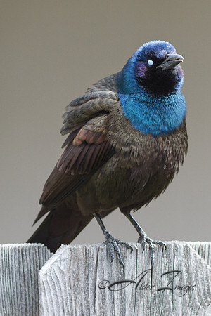 Grackles