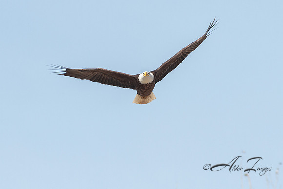 American Bald Eagle