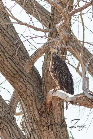American Bald Eagle