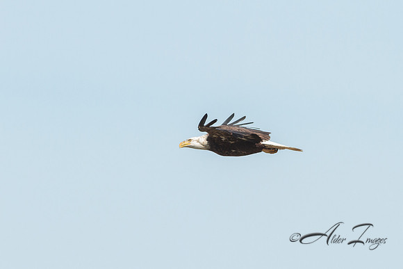 American Bald Eagle