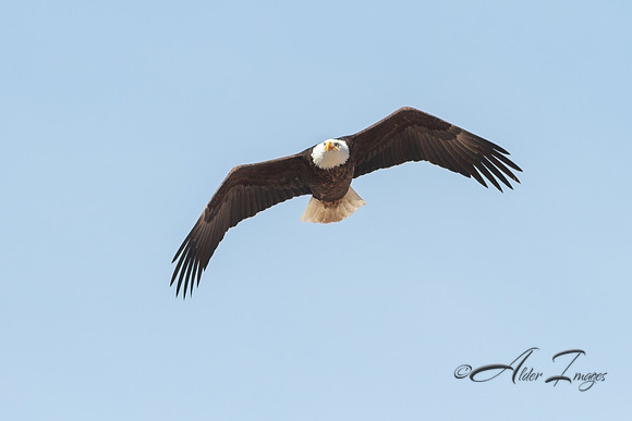 American Bald Eagle