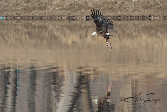 American Bald Eagle