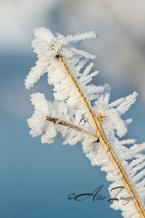 Hoarfrost