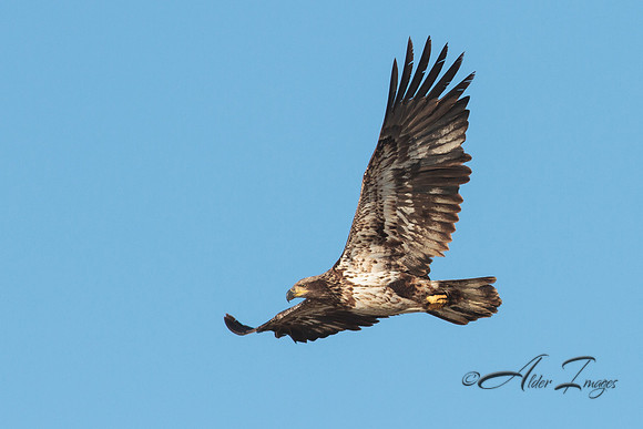 American Bald Eagle