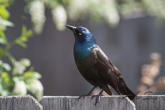 Grackles
