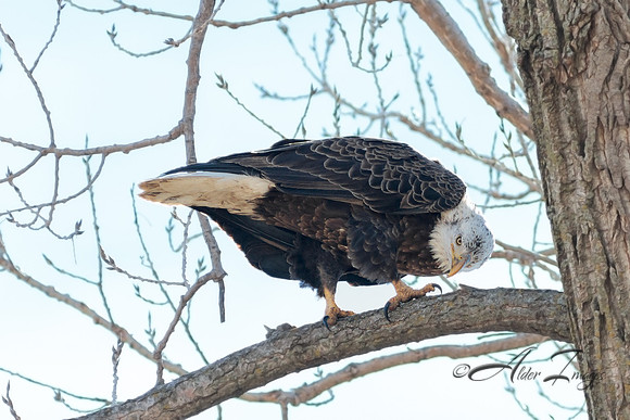 American Bald Eagle