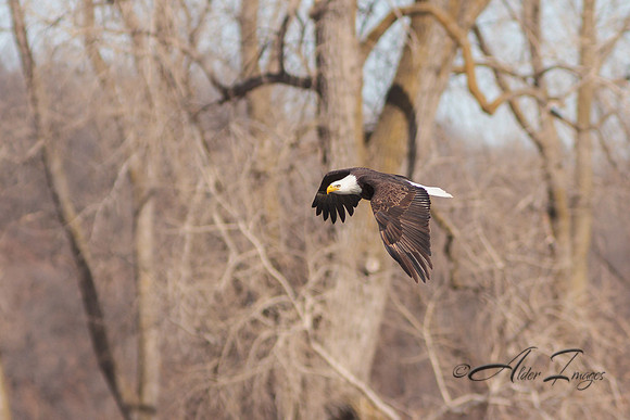 American Bald Eagle