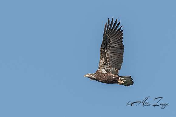 American Bald Eagle