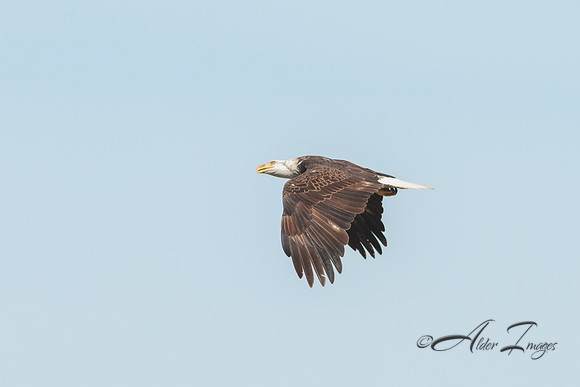 American Bald Eagle