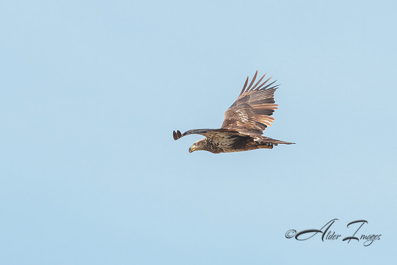 American Bald Eagle