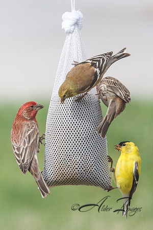 Feeding Time!