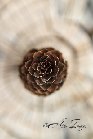 Spiral