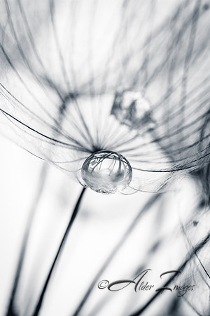 Dew