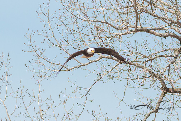 American Bald Eagle