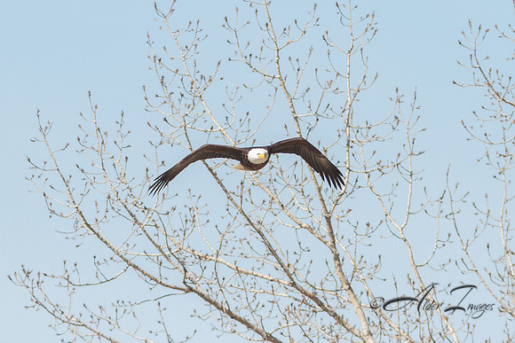 American Bald Eagle