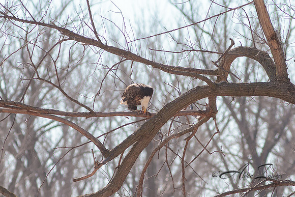 American Bald Eagle