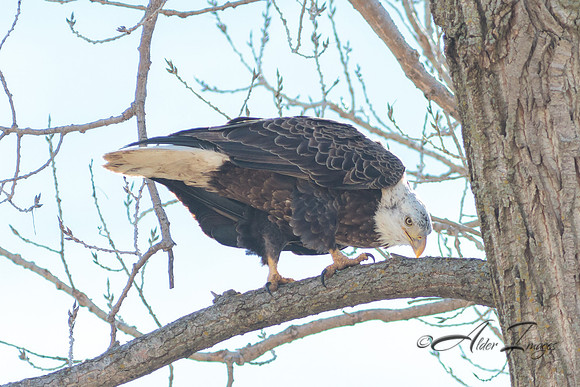 American Bald Eagle