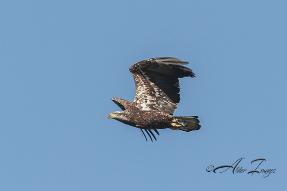 American Bald Eagle