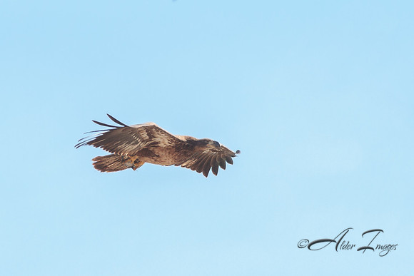 American Bald Eagle